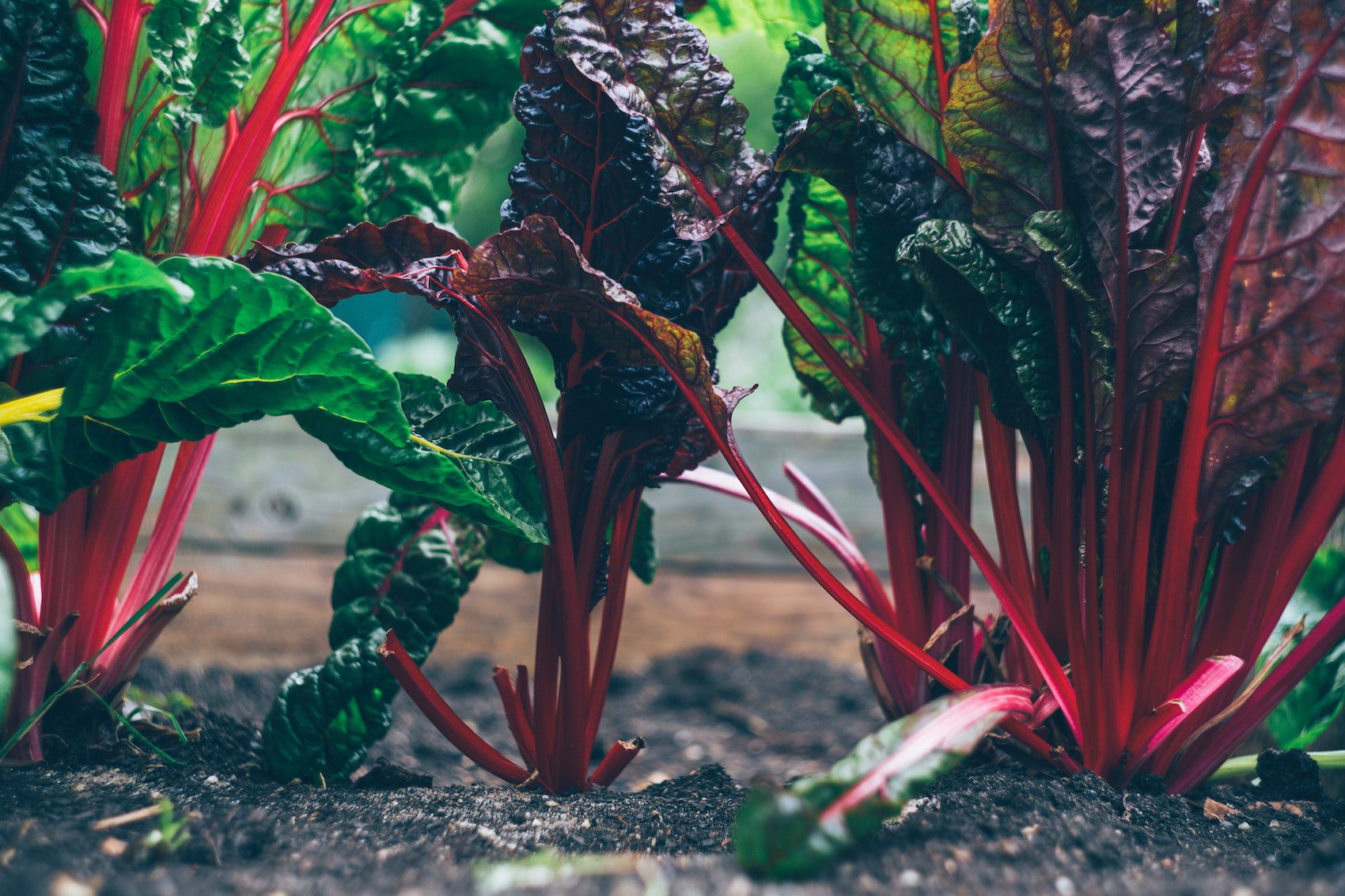 Chard