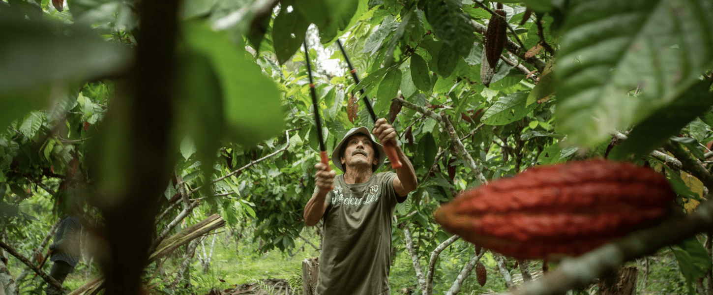 Unprecedented Chocolate Prices Reveal a Vulnerable Supply Chain ...